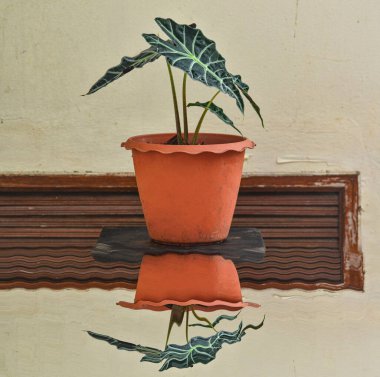 Güzel Alocasia amazonica 'nın tenceresinde yansıması