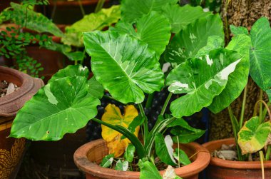 Güzel Alocasia Okinawa Gümüş Bahçede