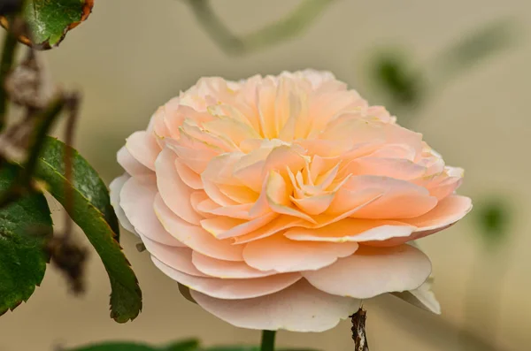 Schöne Blühende Orange Rose Garten — Stockfoto