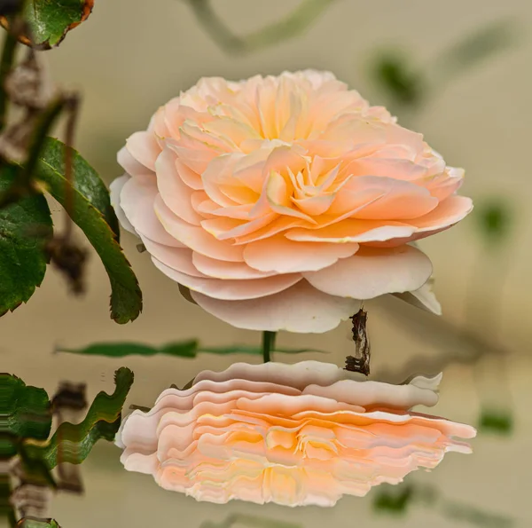 Schöne Blühende Orangefarbene Rose Mit Spiegelung — Stockfoto