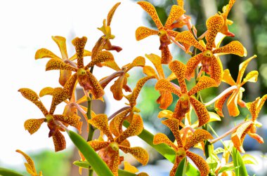Güzelim Grammatophyllum Specosum bahçede