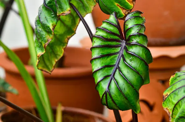 Colocasia esculenta Firavun Maskesi