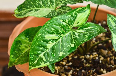 Güzel taze Sengonyum panda doğada