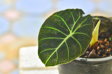 Taze Alocasia Ejderha Ölçek Yaprağı 