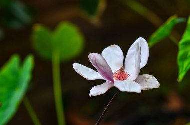 Eski Magnolia Kobus doğa arka planında