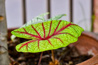 Taze Yeşil Işık Caladium bicolor