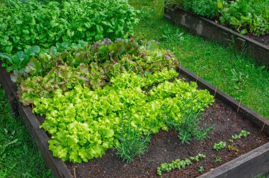 Yeşil sebzeler bir şehir bahçesinde yetişiyor.
