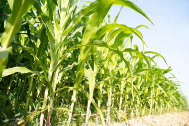 Açık mavi gökyüzünün altında güzel mısır tarlaları