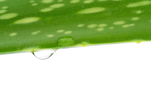 Fresh Aloe Vera Leaves Water Drops Isolated White — Stock Photo, Image