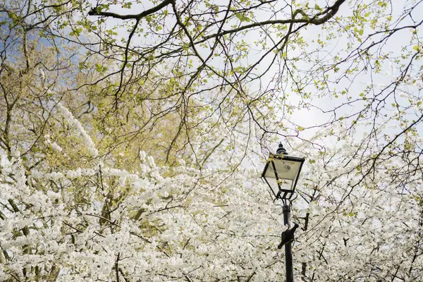 Beyaz çiçeklerle açan ağaçlar ve bahar zamanı bir parkta sokak lambası.