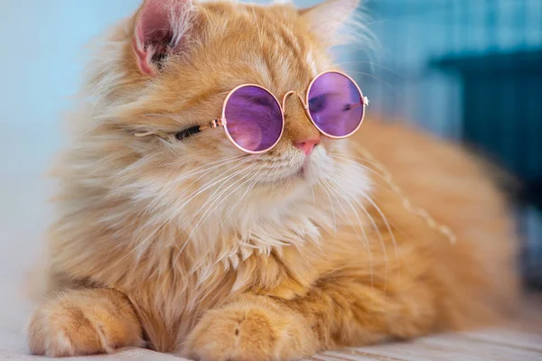 Bright and cute, giving the cat a fluffy coat. Very cute gentle eyes. Create a modern little cat purple glasses with a vibrant color palette.  hyper-realistic natural lighting.