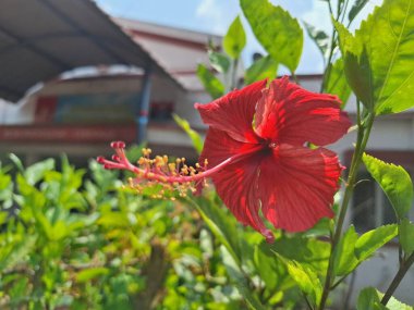Hibiscus is a flowering plant which is typically grown in warm tropical climates. These flowers are large and are shaped like a trumpet. There are around 200 species of this plant. clipart