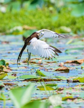 Sülün kuyruklu Jacana (Hydrophasianus chirurgus) gölün bitki örtüsüne düşer..