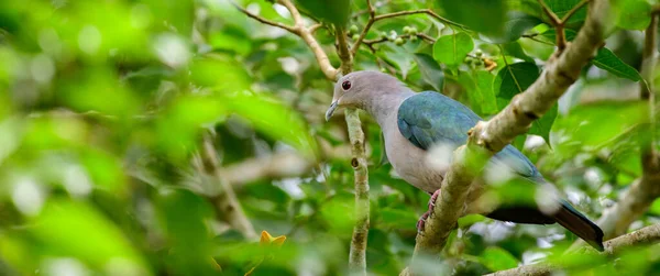 Ptačí Hnízdo Banyanském Stromě — Stock fotografie