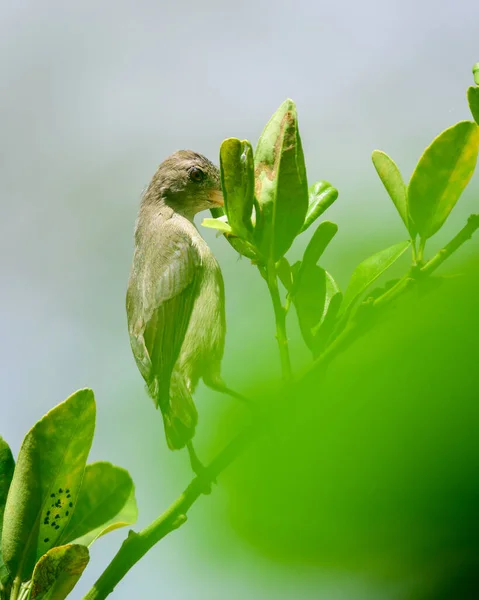 Sunbird Femelle Loten Recherche Nectar Sur Arbre — Photo