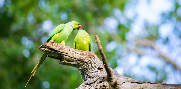 Rose Ringed Parakeet Male Feeds Female Part Courting Ritual Regurgitating — Stock Photo, Image