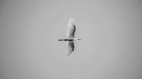 Белая Цапля Парящая Небе Монохромной Фотографии — стоковое фото