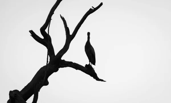 苍鹭鸟栖息在一张光秃秃的枝干剪影上 — 图库照片