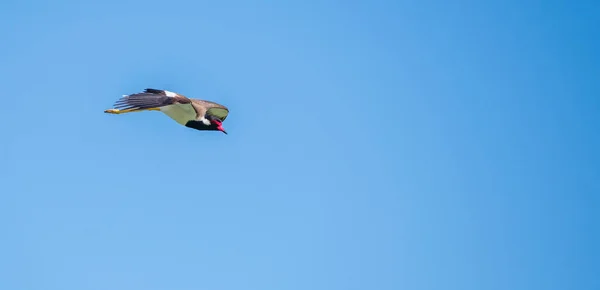 Gattuccio Rosso Wattled Volo Contro Cieli Blu Chiaro — Foto Stock