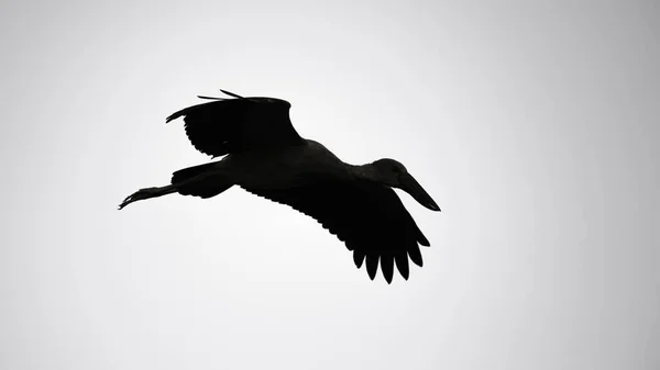 亚洲开嘴鹤展翅姿态轮廓黑白照片 — 图库照片