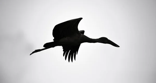 亚洲开嘴鹤展翅姿态轮廓黑白照片 — 图库照片