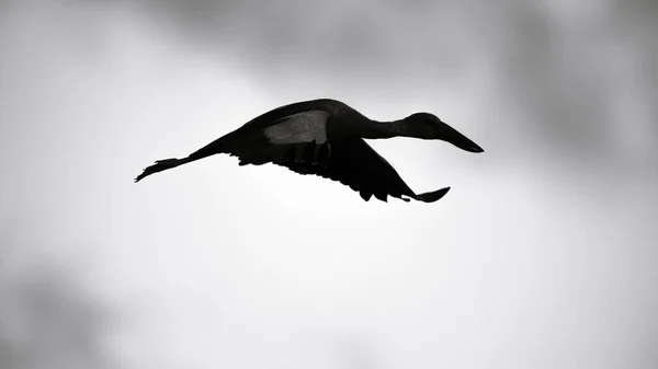 Asiatisk Öppen Näbb Stork Flyger Vingpositioner Siluett Svart Vit Fotografi — Stockfoto