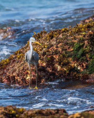 Güzel batı resif balıkçıl kuşunun yakın plan portresi. Sabahları kayalık sahilde balık tutmak.,