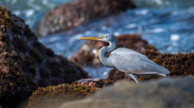 Güzel Batı Resifi Heron Midigama 'daki kayalık sahile bakıyor. Resif kayaları arasında yiyecek arıyorlar..