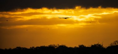 Siluetli kartal sabahın erken saatlerinde dramatik altın gökyüzüne karşı uzaklara uçuyor..