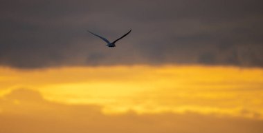 Kuşu uçarak uzaktaki siluet fotoğrafa çevir parlak altın sabah gökyüzüne karşı.
