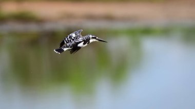 Pied Kingfisher rapid flight over the lake. clipart
