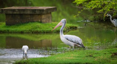 Benekli pelikan, sabahın köründe Bundala gölünde sakince bekliyor..