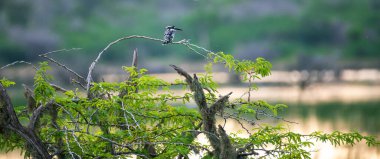Beautiful Pied kingfisher bird perch, a lagoon in the background. Natural habitat shot. clipart