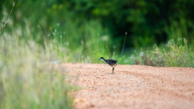 Çakıl yolunda koşan yalnız tatlı kuş yavrusu. Korkmuş beyaz göğüslü Waterhen yavrusu yalnız ve annesini arıyor..
