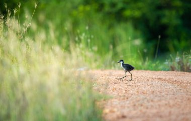 Beyaz göğüslü su tavuğu yavrusu annesini arayan tatlı bir piliç..