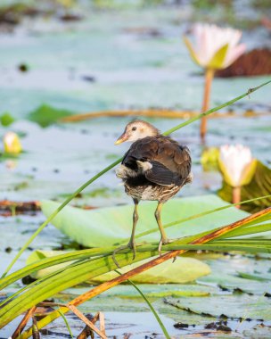 Avrasya Moorhen yavru kuşu sabahları göldeki bitki örtüsünün üzerinde uzun kamışların üzerinde dinleniyor..