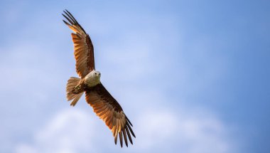 Mavi gökyüzünde süzülen görkemli kartal, bir Brahminy Uçurtma kartalının güzel kanat açıklığı ayrıntılı çekimini tamamlar.,