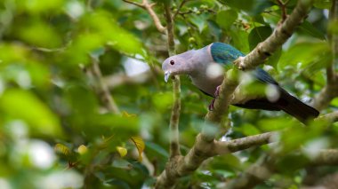 Yeşil imparatorluk güvercini bir banyan ağacına tünemiş yabani meyve arıyor..