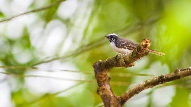 Beyaz kaşlı fantail (Rhipidura aureola) levrek fotoğrafı.