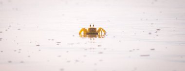 Horn-eyed ghost crab on the sandy beach in the Tropical island of Sri Lanka. Yellow ghost crab photograph. clipart