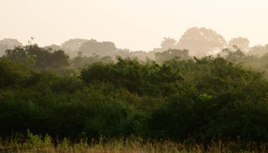 Sisli sabahlarda tropikal ormanların yoğun katmanları, Sri Lanka 'nın kurak bölgelerindeki ormanlar.