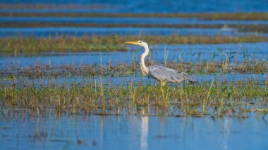 Gri balıkçıl (Ardea cinerea) bataklıkta hareketsiz duruyor.