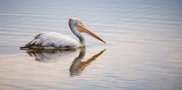 stock image Spot-billed pelican swims in the calm waters of the lagoon in Bundala national park, morning soft light and the pelican's reflection on the water's surface.
