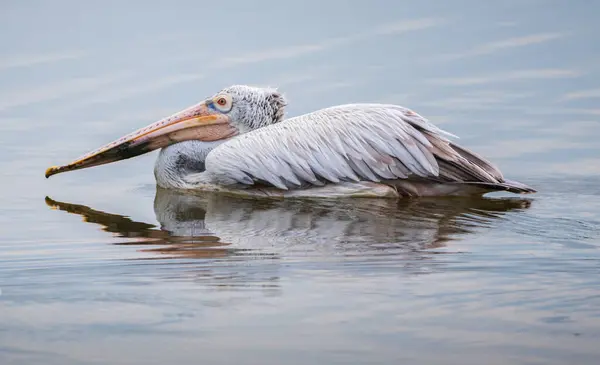stock image Beautiful Spot-billed Pelican bird swimming in the lagoon closeup photograph, ripples and reflection on the water surface.