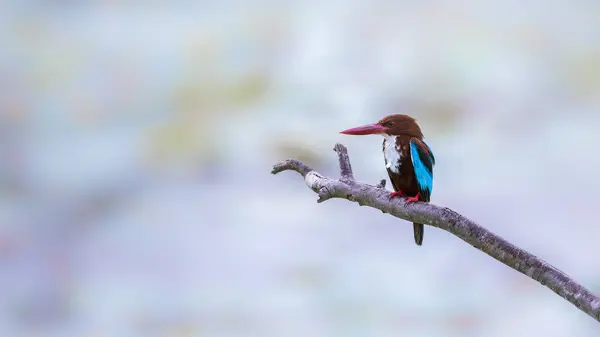 Beyaz göğüslü kraliyet balıkçısı portresi. Gölün yukarısındaki çıplak bir dala tünemiş. Yumuşak doğal arka plan. Kingfisher 'ın arka fotoğrafı..