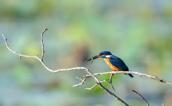 Beautiful Common kingfisher bird eating small fish, enjoying the morning snack on a bare tree branch above the lake.