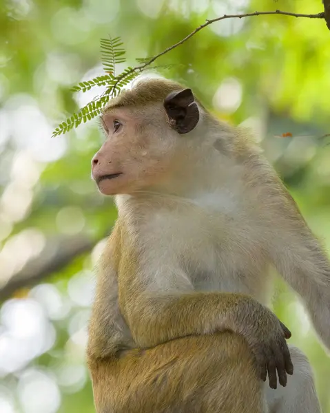 stock image Sri Lankan Toque Macaque monkey looking away close up portrait shot.