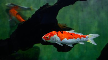 Güzel koi sazan balıkları Dharmapala Park, Galle 'de tatlı su akvaryumunda yüzerler..