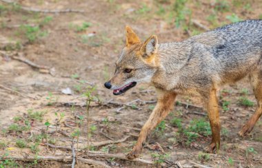 Beautiful wild golden jackal in Yala national park, opportunistic carnivore roaming freely in the jungle. clipart