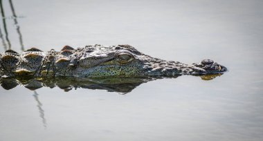 Soyguncu timsah kısmen sığ sulara batmış. Bundala Ulusal Parkı, Sri Lanka 'da bir timsahın yakın plan fotoğrafı..